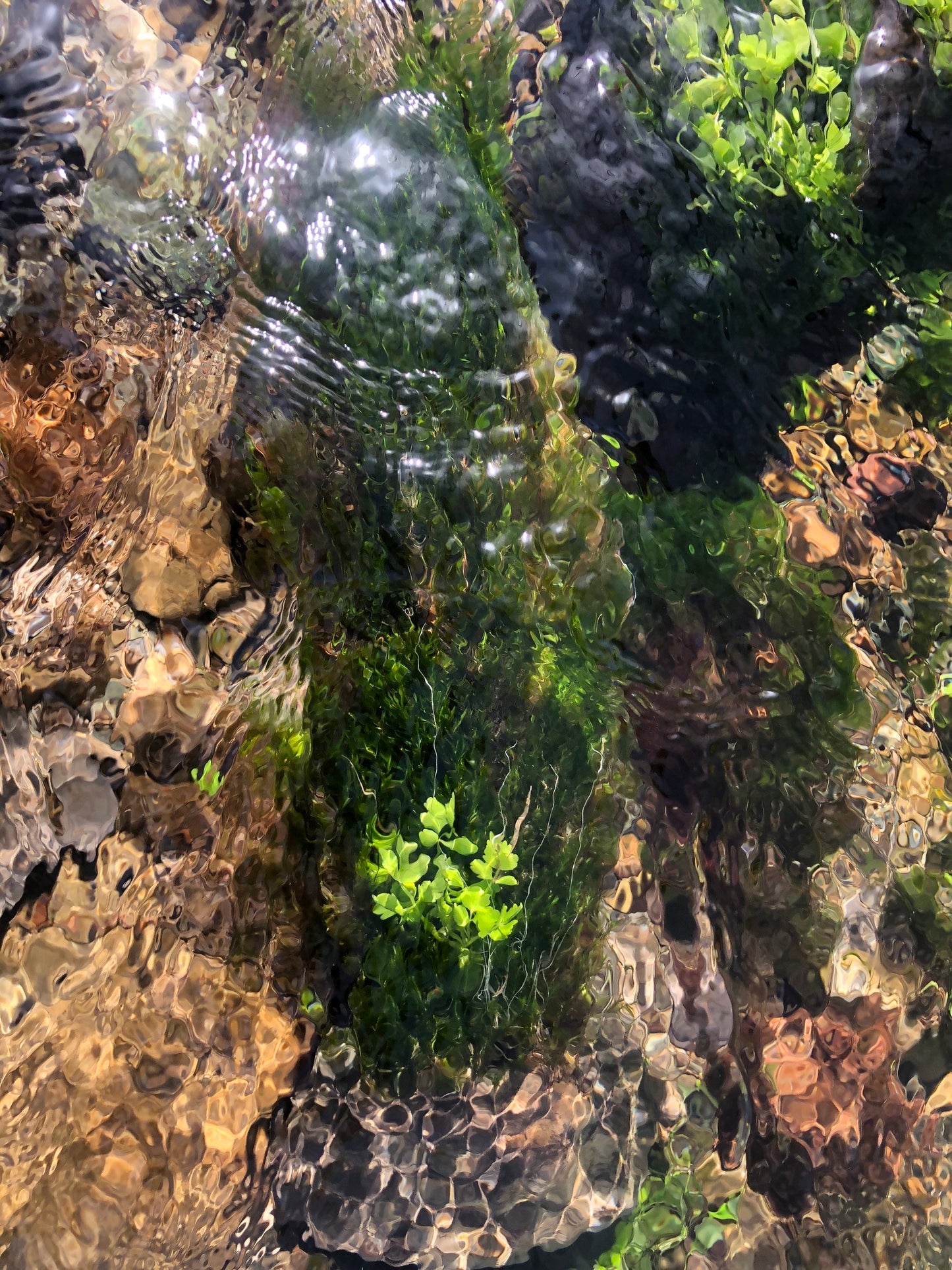 Aquarium moss Fontinalis antipyretica with Phytosanitary certification and Passport, grown by moss supplier