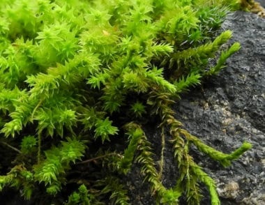 Terrarium moss 15cm tall Braunia alopecura with Phytosanitary certification and Passport, grown by moss supplier