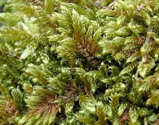 Terrarium Sheet moss AKA Hypnum cupressiforme with Phytosanitary certification and Passport, grown by moss supplier