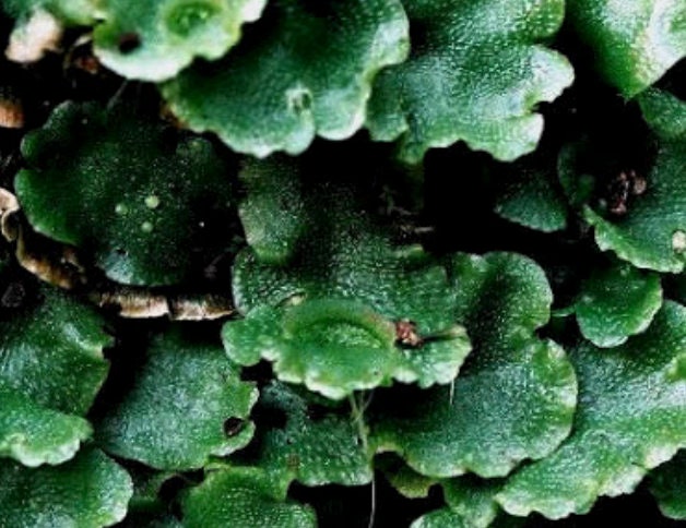 Oldest living land plants! Liverwort Lunularia cruciata carpet