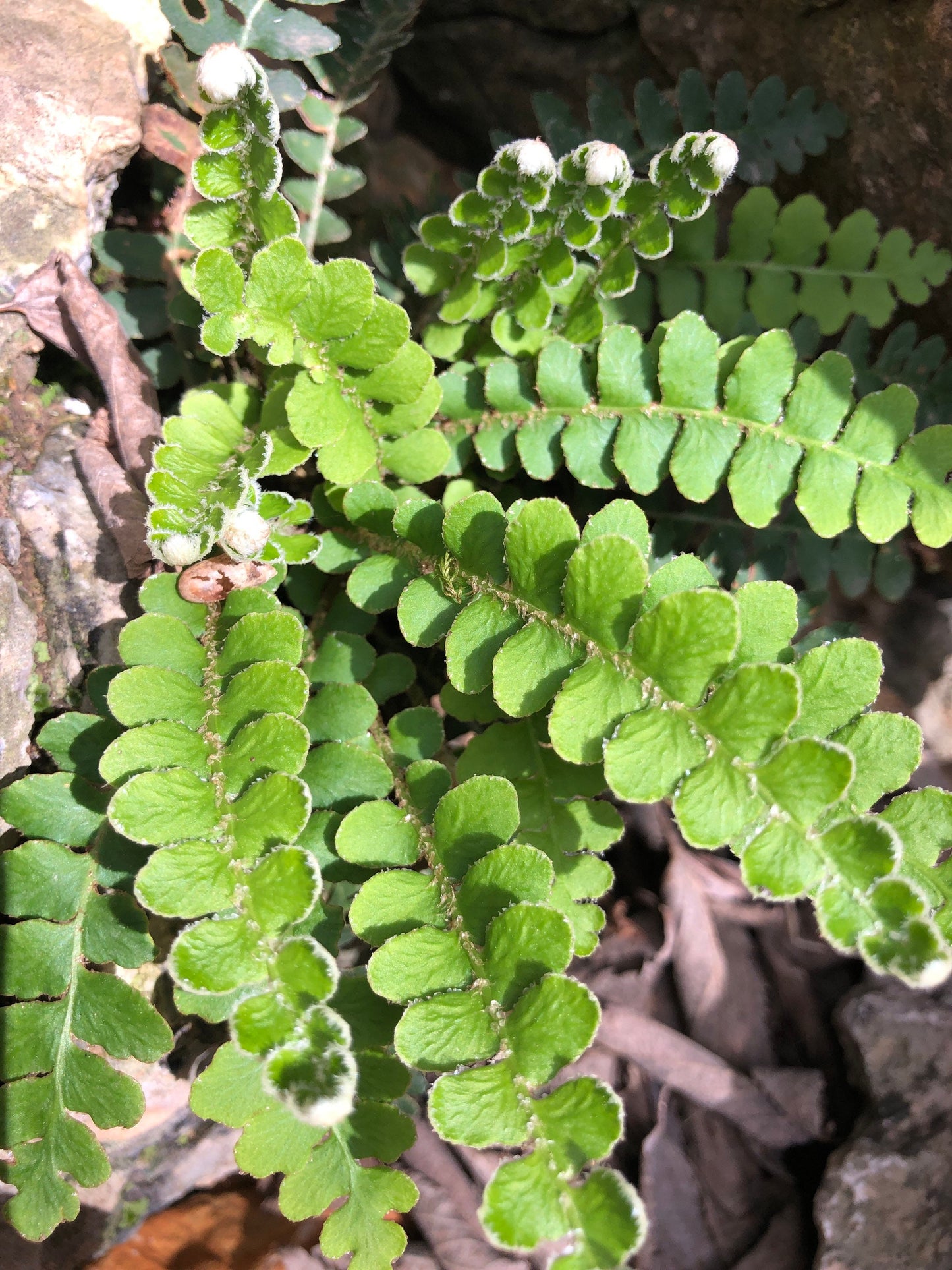 Scale Fern plant or spores! Asplenium ceterach with Phytosanitary certification and Passport, grown by moss supplier