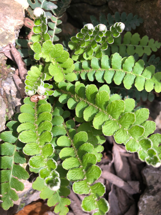 Scale Fern plant or spores! Asplenium ceterach with Phytosanitary certification and Passport, grown by moss supplier