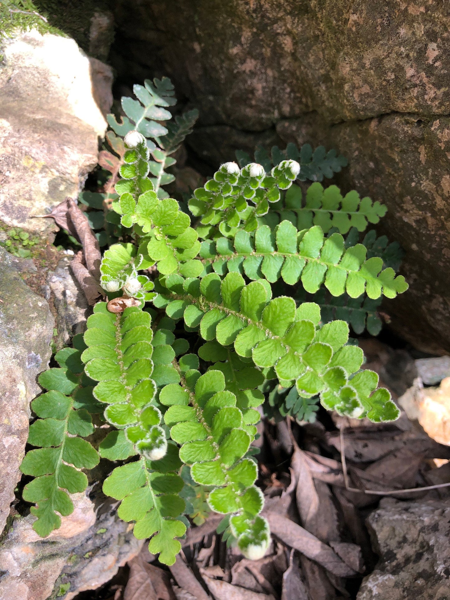 Scale Fern plant or spores! Asplenium ceterach with Phytosanitary certification and Passport, grown by moss supplier