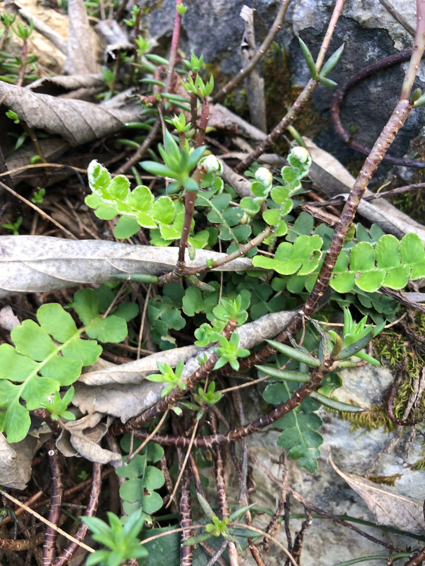 Scale Fern plant or spores! Asplenium ceterach with Phytosanitary certification and Passport, grown by moss supplier