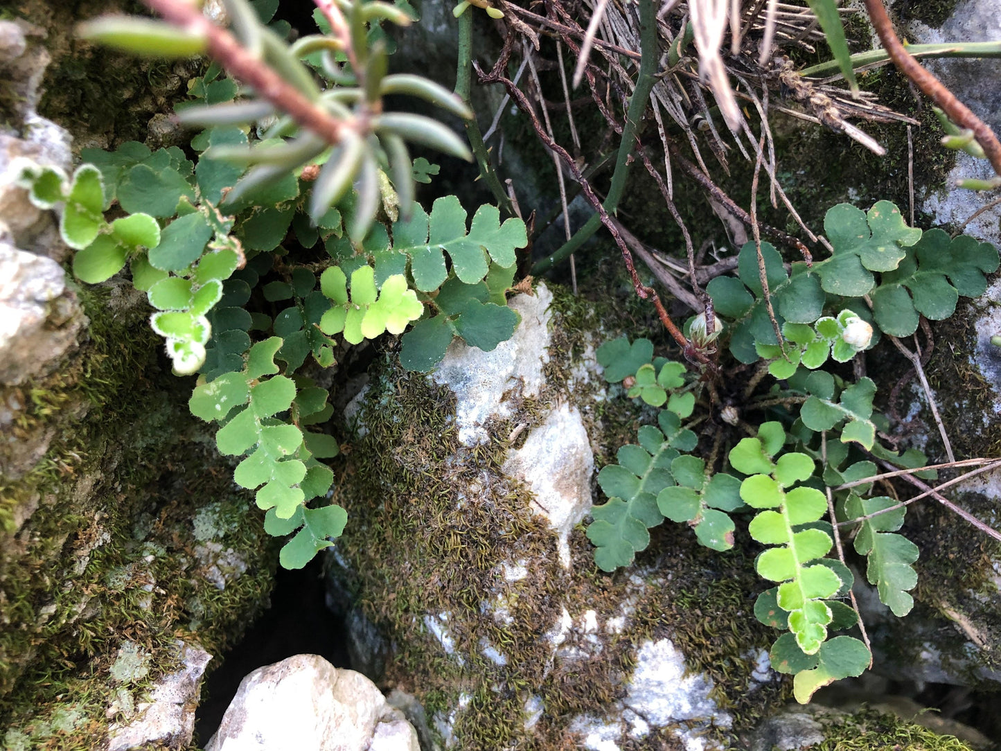 Scale Fern plant or spores! Asplenium ceterach with Phytosanitary certification and Passport, grown by moss supplier