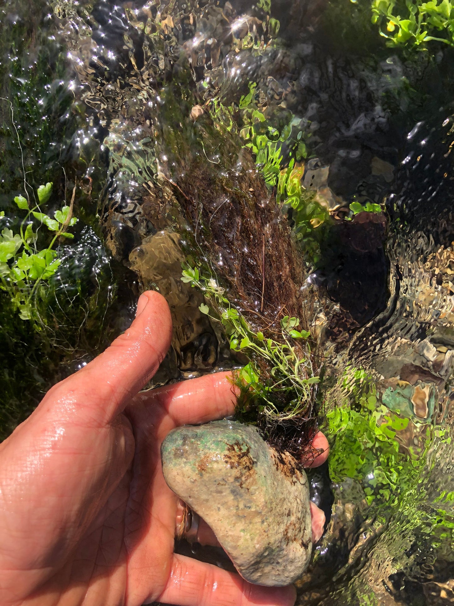 Aquarium moss Fontinalis antipyretica with Phytosanitary certification and Passport, grown by moss supplier