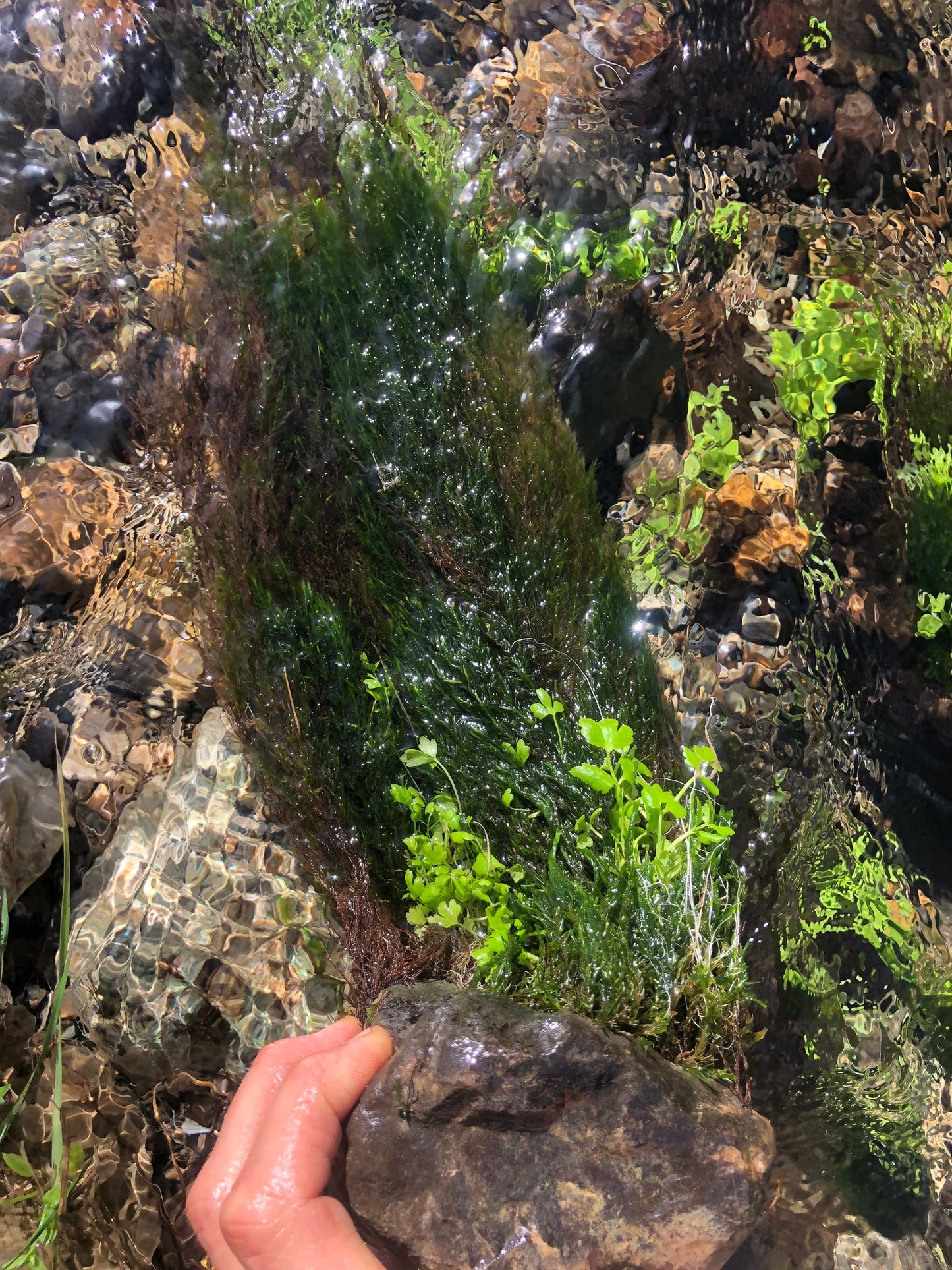 Aquarium moss Fontinalis antipyretica with Phytosanitary certification and Passport, grown by moss supplier