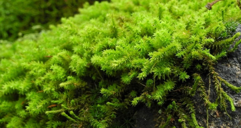 Terrarium moss 15cm tall Braunia alopecura with Phytosanitary certification and Passport, grown by moss supplier