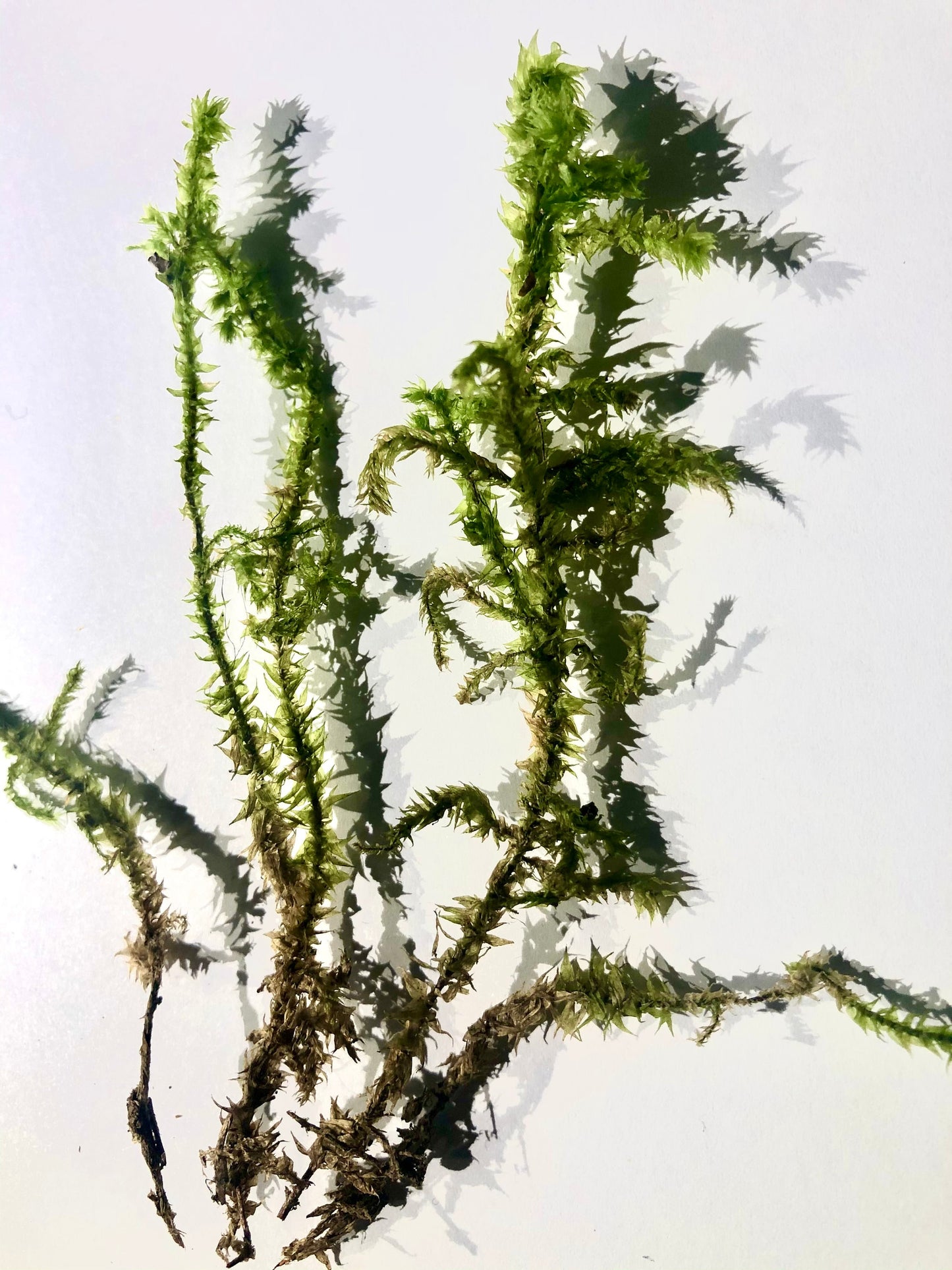 Terrarium moss 15cm tall Braunia alopecura with Phytosanitary certification and Passport, grown by moss supplier
