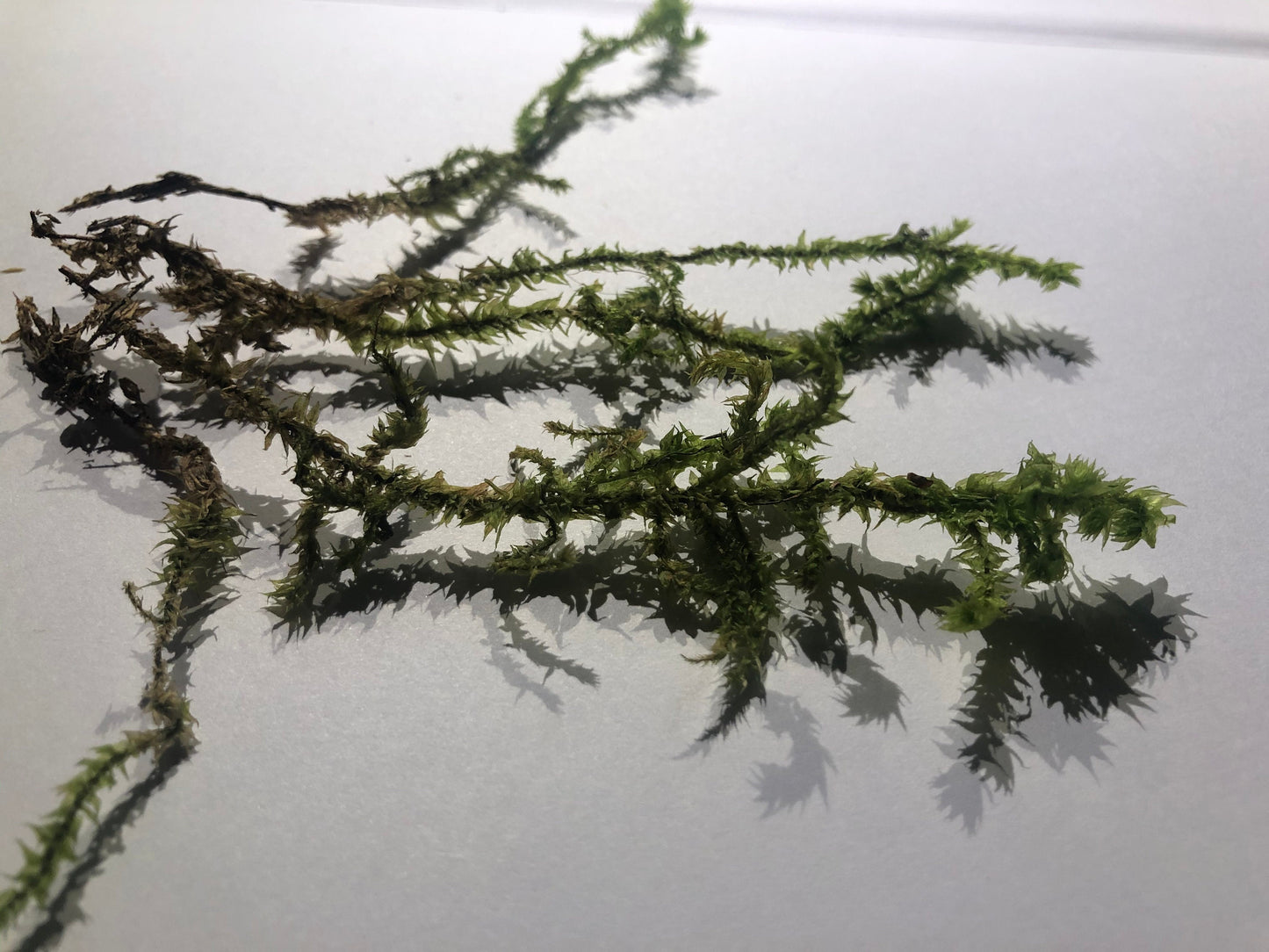 Terrarium moss 15cm tall Braunia alopecura with Phytosanitary certification and Passport, grown by moss supplier