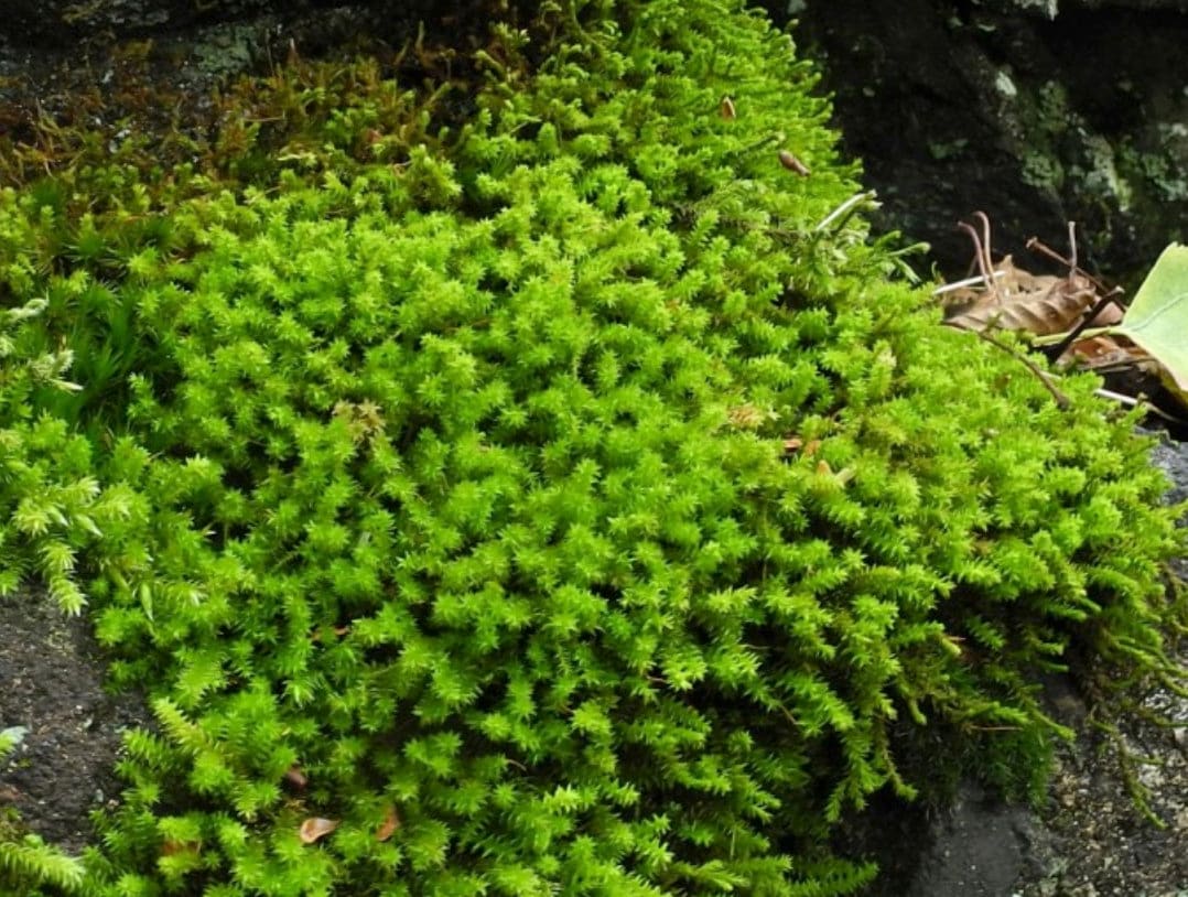 Terrarium moss 15cm tall Braunia alopecura with Phytosanitary certification and Passport, grown by moss supplier