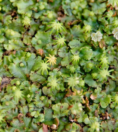 Terrarium Umbrella liverwort with Phytosanitary certification and Passport, grown by moss supplier