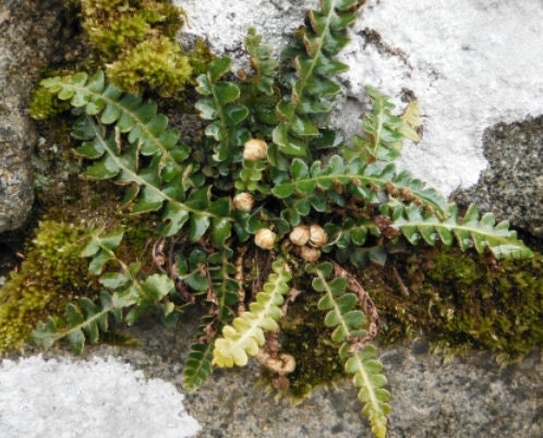 Scale Fern plant or spores! Asplenium ceterach with Phytosanitary certification and Passport, grown by moss supplier