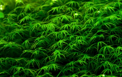 Aquarium moss Fissidens fontanus "Phoenix Moss", with Phytosanitary certification and Passport, grown by moss supplier