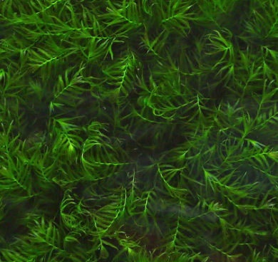 Aquarium moss Fissidens fontanus "Phoenix Moss", with Phytosanitary certification and Passport, grown by moss supplier