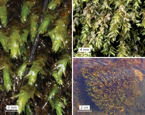 Aquatic feather moss Platyhypnidium riparioides, with