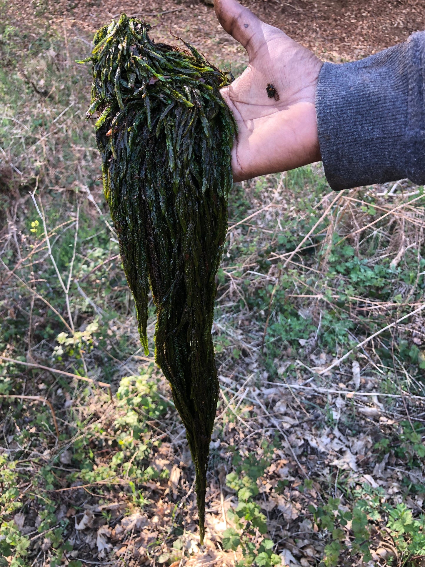 Aquatic feather moss Platyhypnidium riparioides, with Phytosanitary certification and Passport, grown by moss supplier