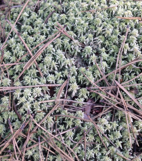 Living Sphagnum flexuosum Terrarium moss, with Phytosanitary certification and Passport, grown by moss supplier