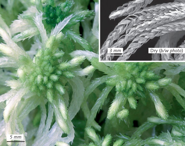 Living Sphagnum flexuosum Terrarium moss, with Phytosanitary certification and Passport, grown by moss supplier