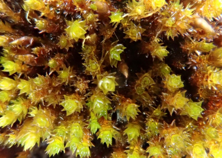 Terrarium Red moss, Andreaea alpina, with Phytosanitary certification and Passport, grown by moss supplier