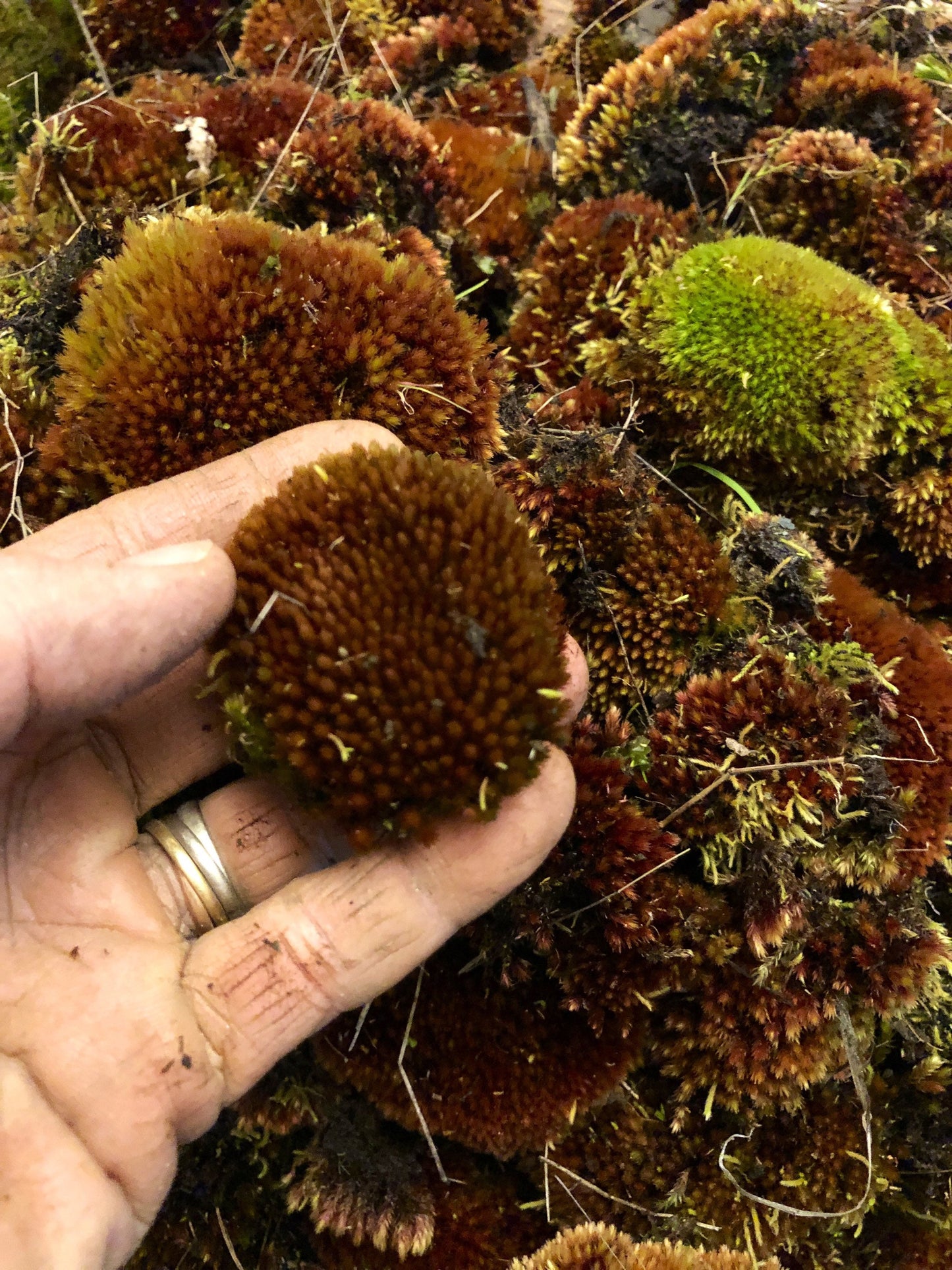 Terrarium Red moss, Andreaea alpina, with Phytosanitary certification and Passport, grown by moss supplier