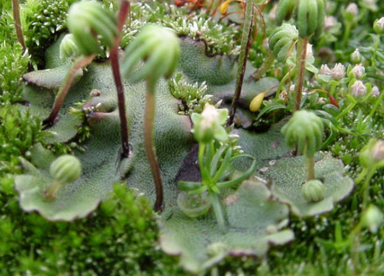 Terrarium Umbrella liverwort with Phytosanitary certification and Passport, grown by moss supplier