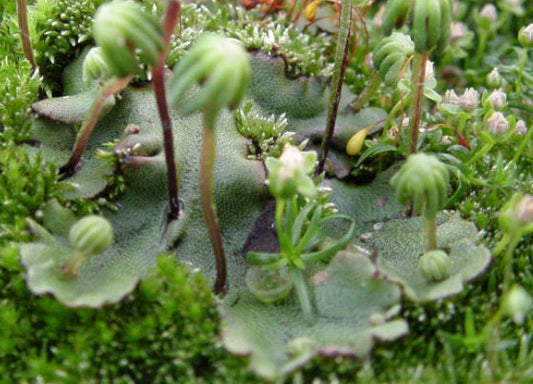 Terrarium Umbrella liverwort with Phytosanitary certification and Passport, grown by moss supplier