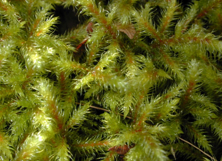 Terrarium moss, Rhytidiadelphus loreus, with Phytosanitary certification and Passport, grown by moss supplier