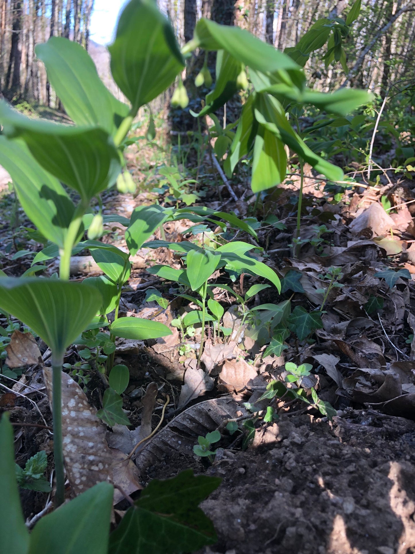 True Solomon’s seal rhizomes with Phytosanitary certification and Passport, grown by supplier