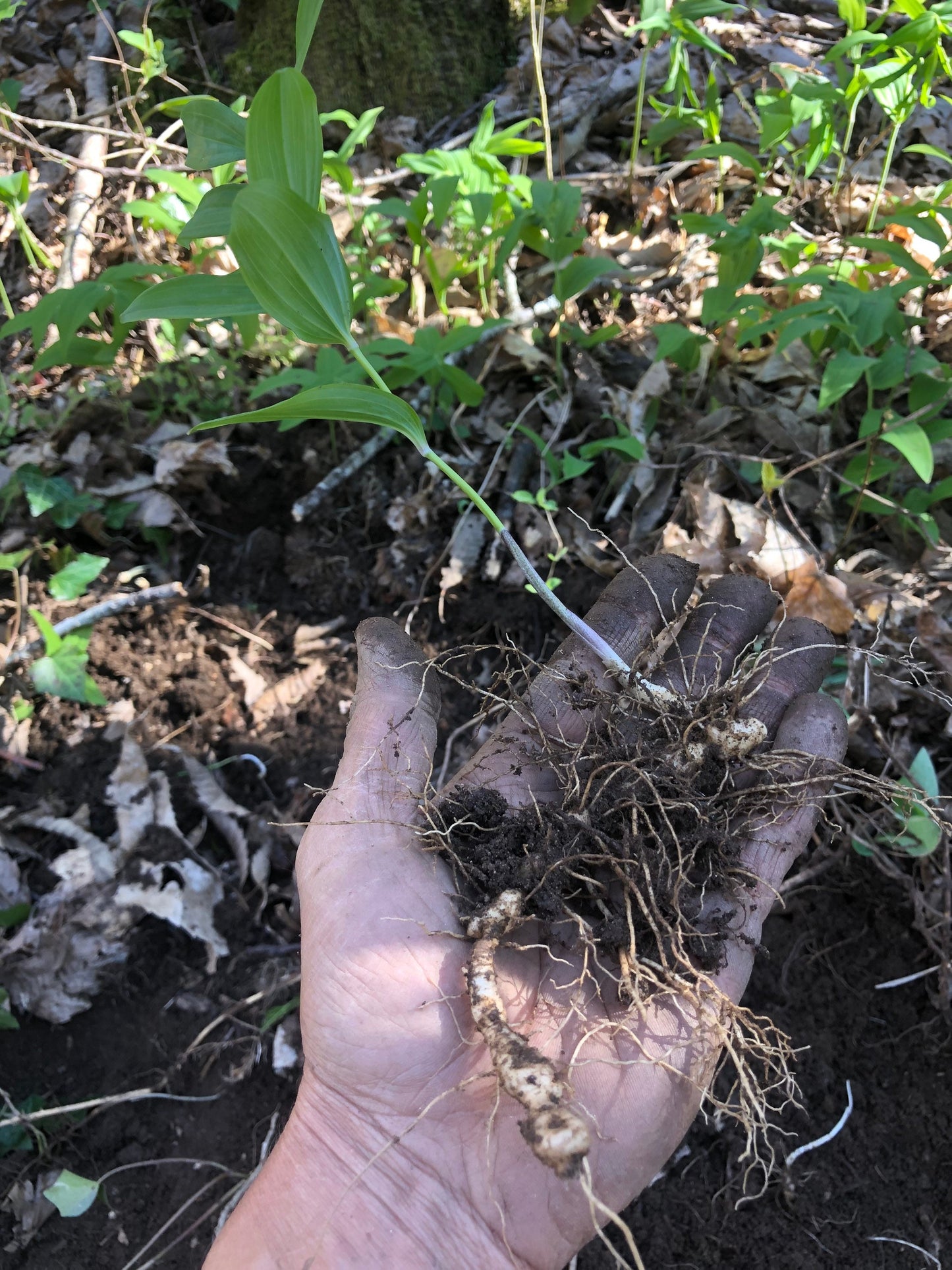 True Solomon’s seal rhizomes with Phytosanitary certification and Passport, grown by supplier