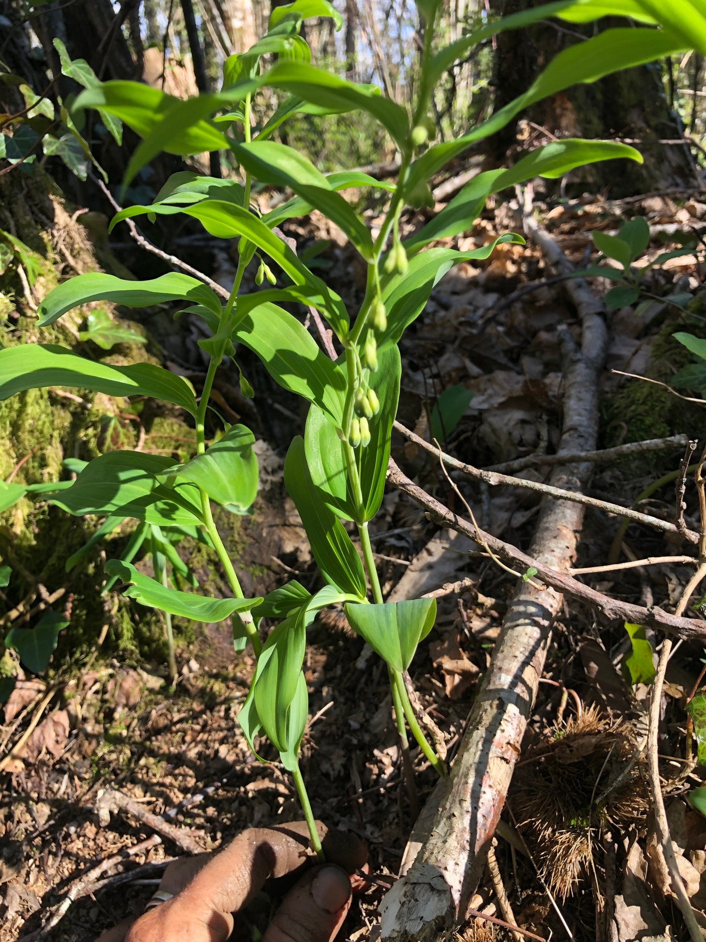 True Solomon’s seal rhizomes with Phytosanitary certification and Passport, grown by supplier