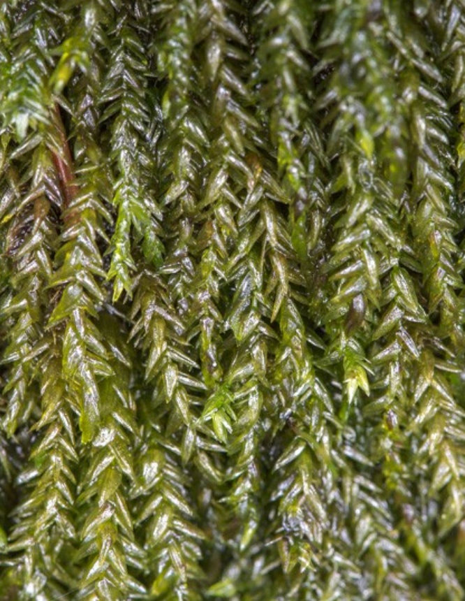 Aquatic feather moss Platyhypnidium riparioides, with Phytosanitary certification and Passport, grown by moss supplier