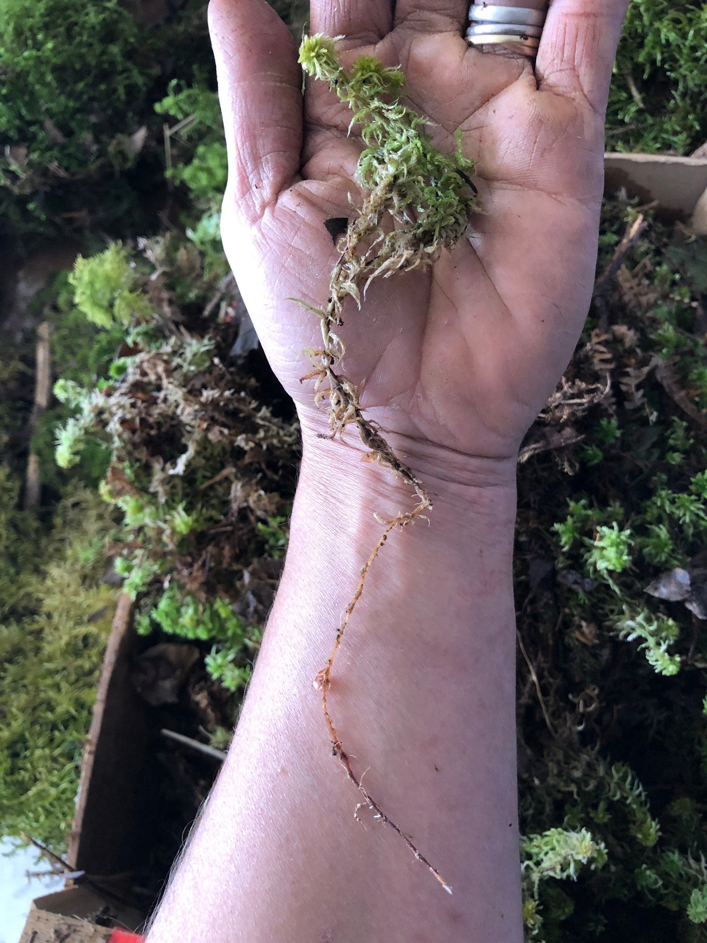 Living Sphagnum flexuosum Terrarium moss, with Phytosanitary certification and Passport, grown by moss supplier