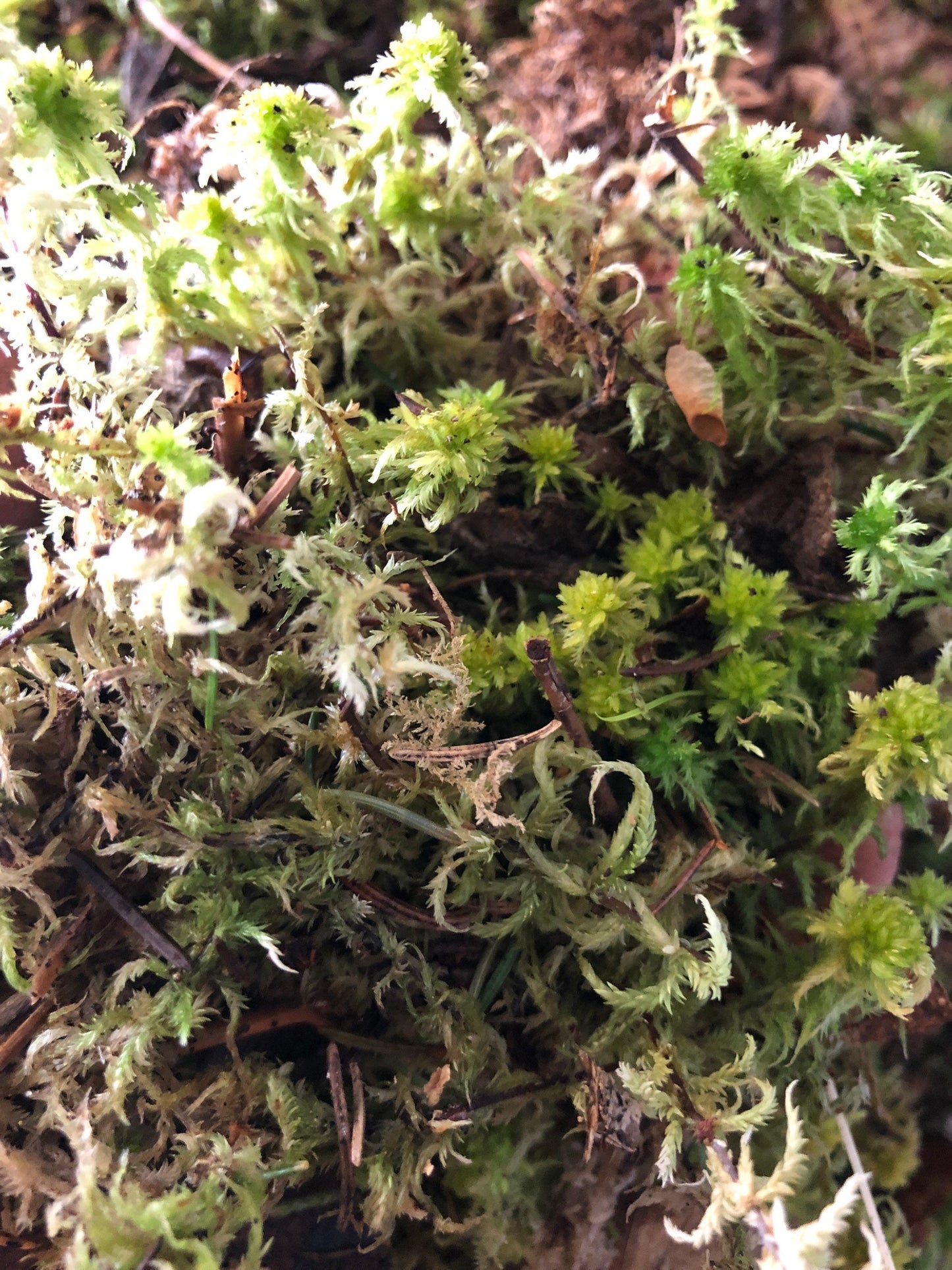 Living Sphagnum flexuosum Terrarium moss, with Phytosanitary certification and Passport, grown by moss supplier