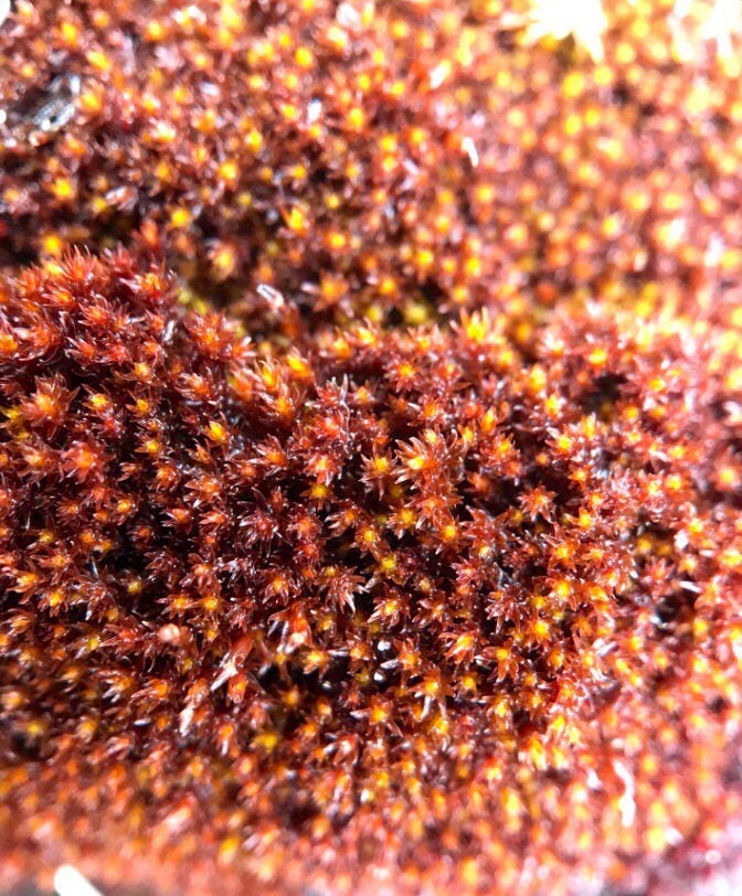 Terrarium Red moss, Andreaea alpina, with Phytosanitary certification and Passport, grown by moss supplier