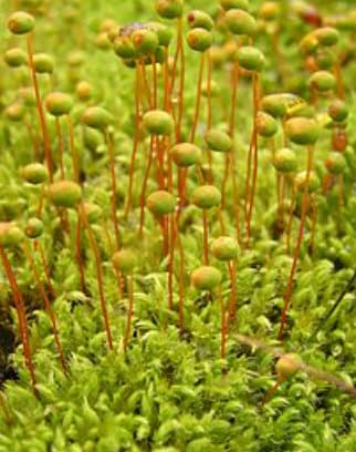 Terrarium moss Philonotis seriata, with Phytosanitary certification and Passport, grown by moss supplier