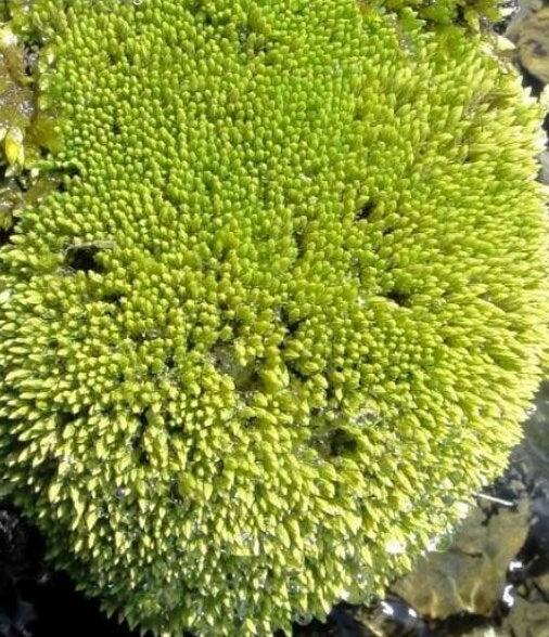 Terrarium moss Philonotis seriata, with Phytosanitary certification and Passport, grown by moss supplier