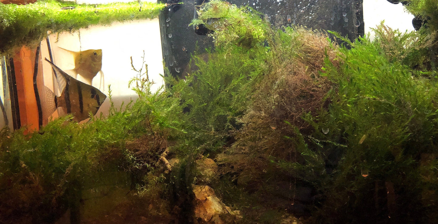 Aquarium moss Fontinalis antipyretica with Phytosanitary certification and Passport, grown by moss supplier