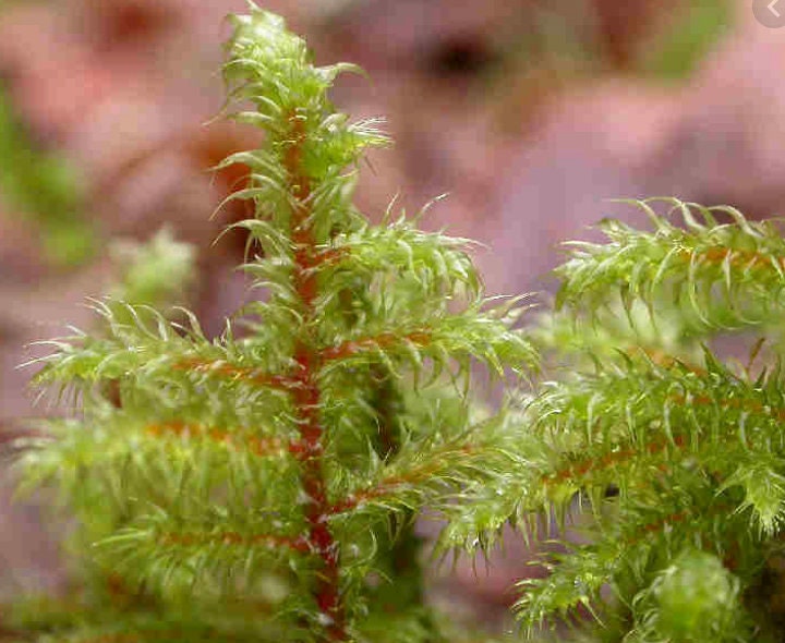 Terrarium moss, Rhytidiadelphus loreus, with Phytosanitary certification and Passport, grown by moss supplier