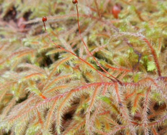 Terrarium moss, Rhytidiadelphus loreus, with Phytosanitary certification and Passport, grown by moss supplier