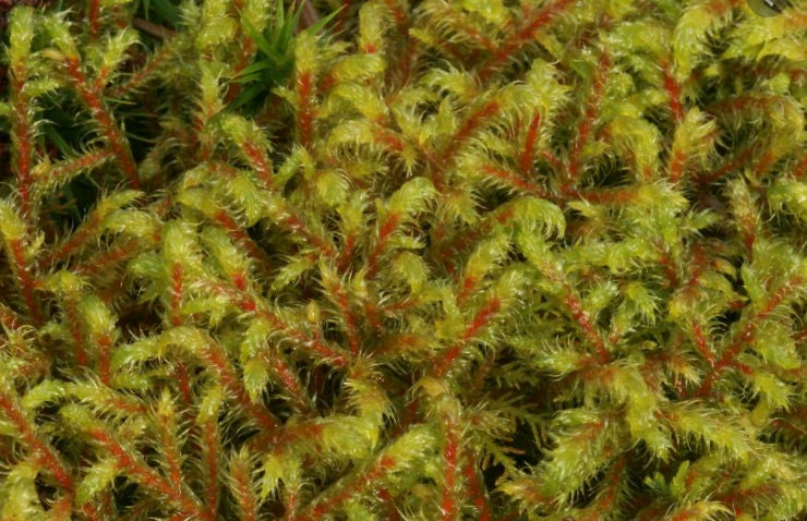 Terrarium moss, Rhytidiadelphus loreus, with Phytosanitary certification and Passport, grown by moss supplier