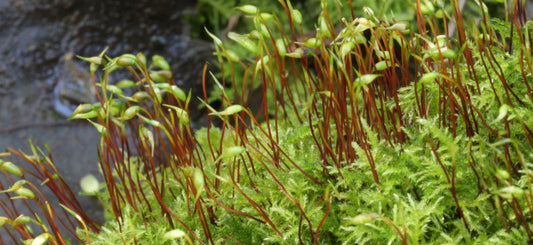 Terrarium moss kindbergia praelonga, with Phytosanitary certification and Passport, grown by moss supplier