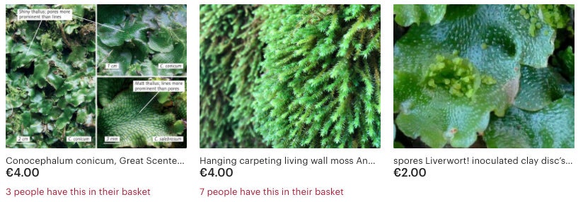 Moss collection Select 15 to 45 species of moss with Phytosanitary certification and Passport, grown by moss supplier