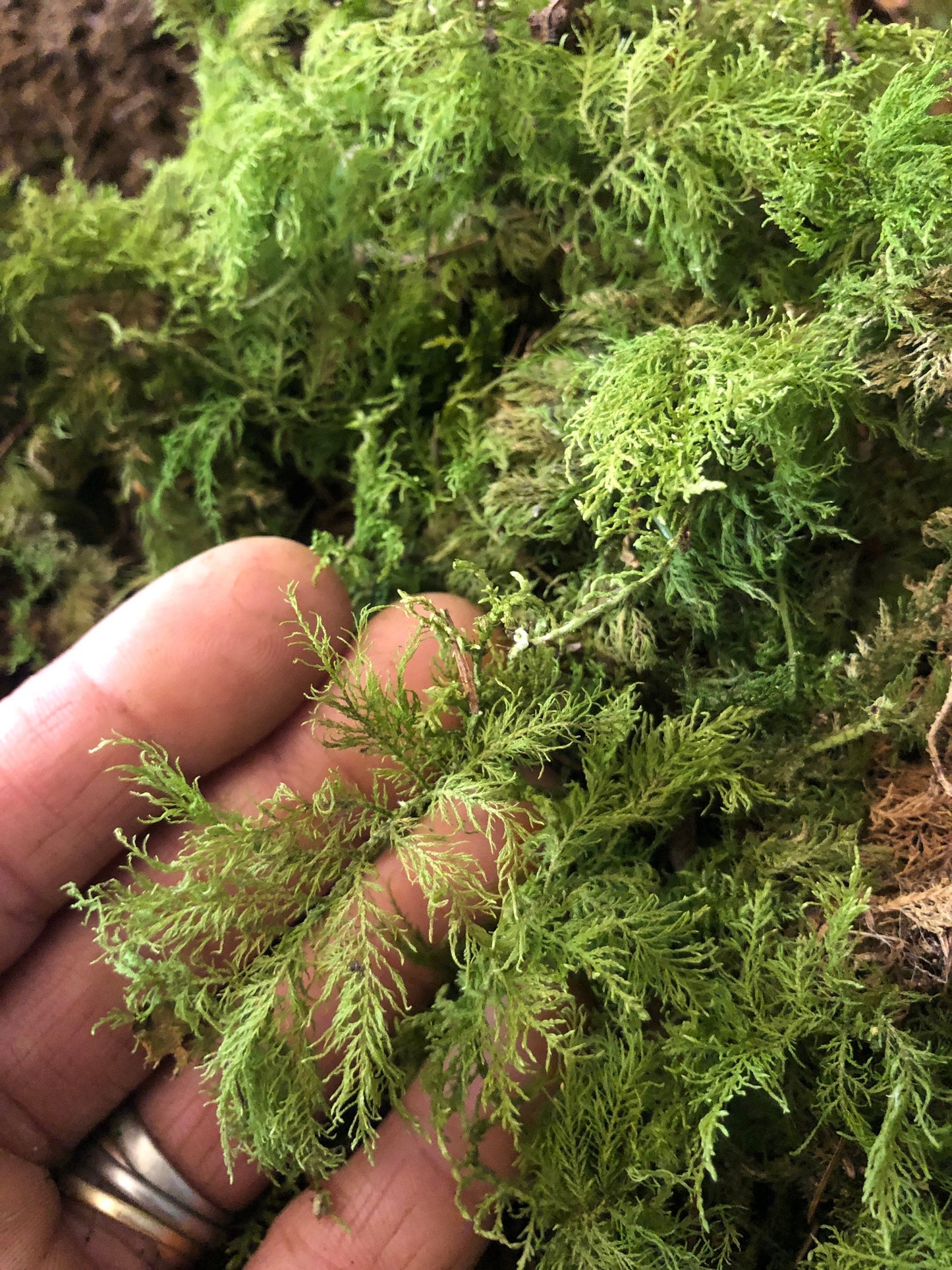 Terrarium Fern Moss aka Thuidium Delicatulum with Phytosanitary certification and Passport, grown by moss supplier