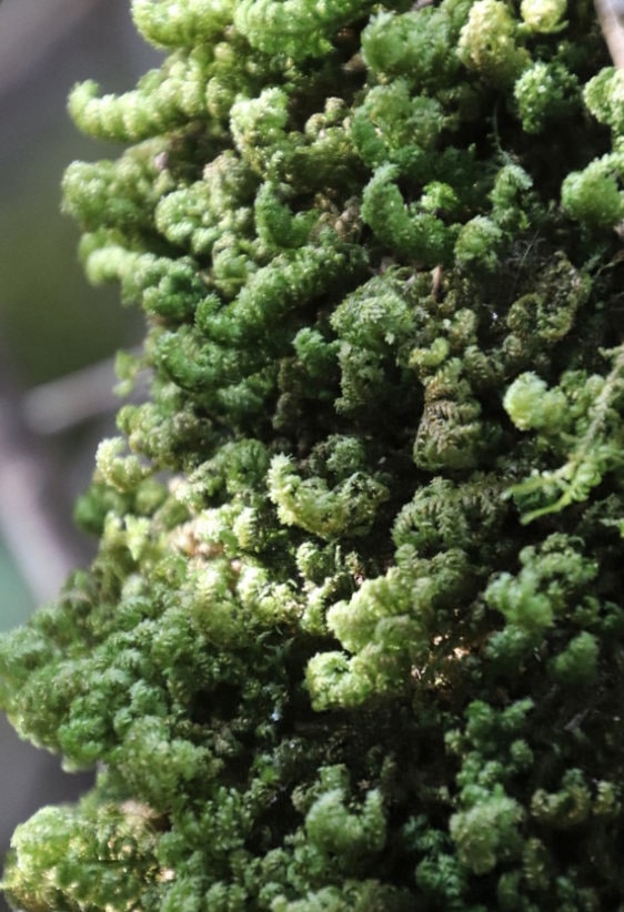 Terrarium moss, Leptodon smithii, with Phytosanitary certification and Passport, grown by moss supplier