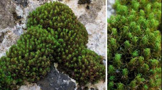 cushion terrarium moss Tortella mediterranea with Phytosanitary certification and Passport, grown by moss supplier