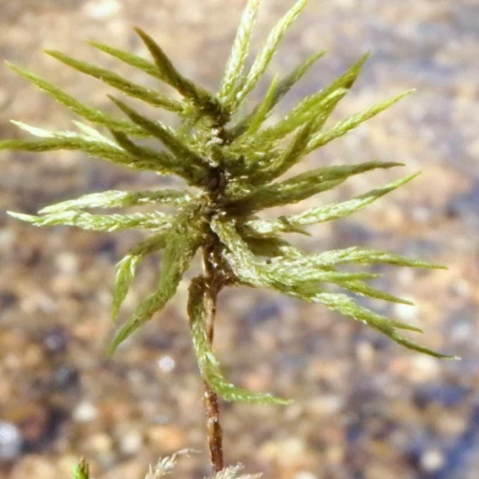 Terrarium moss Climacium dendroides, Palm Tree moss with Phytosanitary certification and Passport, grown by moss supplier