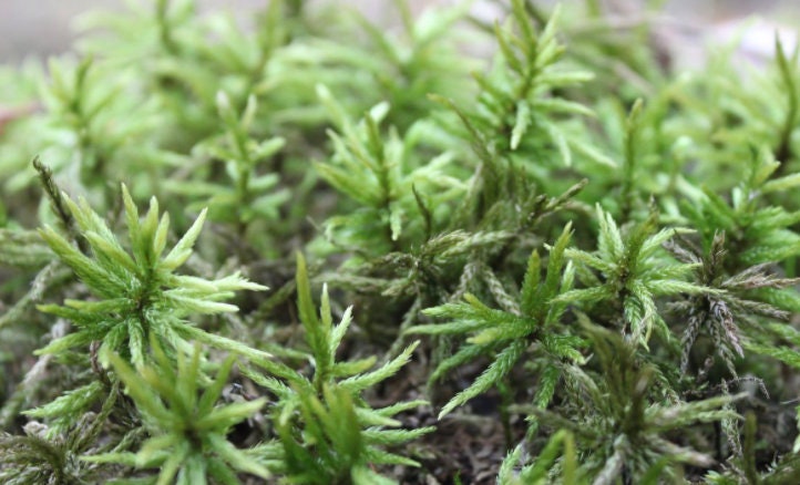 Terrarium moss Climacium dendroides, Palm Tree moss with Phytosanitary certification and Passport, grown by moss supplier