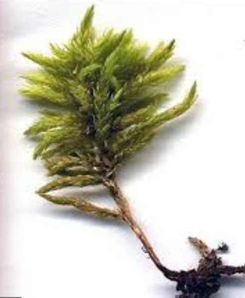 Terrarium moss Climacium dendroides, Palm Tree moss with Phytosanitary certification and Passport, grown by moss supplier