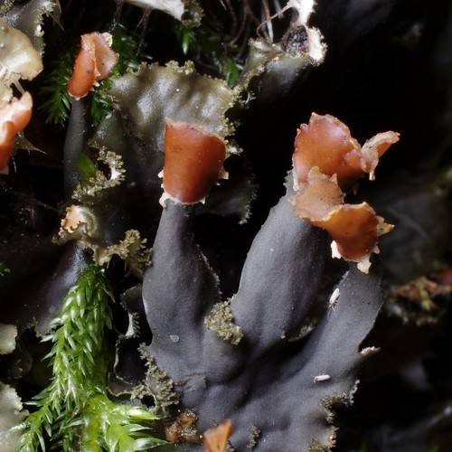 Terrarium Beautiful Felt Lichen AKA Peltigera praetextata with Phytosanitary certification and Passport, grown by moss supplier